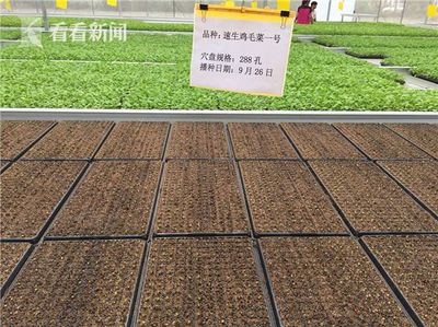 科技賦能民生 上海交大團隊引領(lǐng)無公害農(nóng)業(yè)與智能交通新篇章